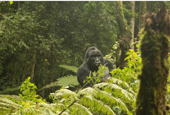 Trekking Gorillas and Safaris: The Ultimate Guide to Combining Primates and Big Game